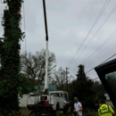 All tree pro removal and pruning L.L.C - Tree Service