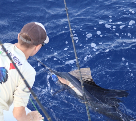 Showtime Sport Fishing - Palm Beach Shores, FL. sailfish catch and release