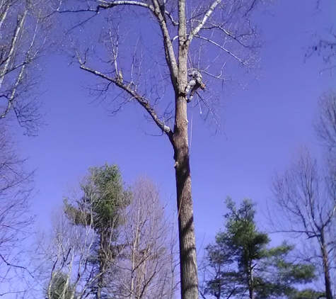 La Tour's tree surgeons - pickens, SC. Trimming for a view in Hendersonville