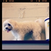 Doggie in the Window LLC gallery