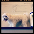 Doggie in the Window LLC - Pet Boarding & Kennels