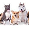 Clark's Companion Dog Training gallery