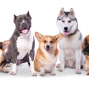 Clark's Companion Dog Training - Dog Training