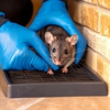 Meerkat Pest Control gallery