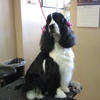 Clipper Ship Pet Grooming gallery