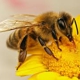 Ferguson Honeybee Services