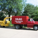 Haag Stump Removal - Tree Service