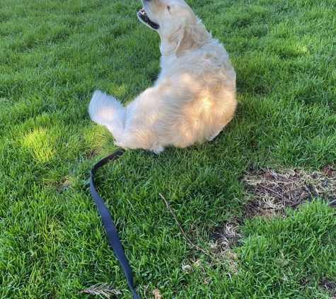 Bark Busters In Home Dog Training - San Mateo County - San Mateo, CA. Golden retriever