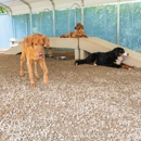 Smoky Dog Lodge - Pet Training