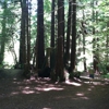 Forest of Nisene Marks State Park gallery