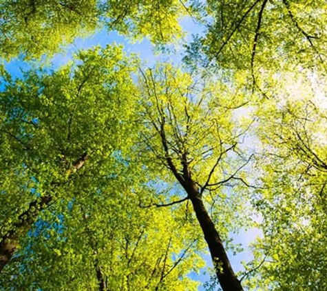 Above All Arbor - Colo Vale, NSW