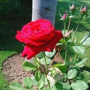 Rumsey Lawn & Landscape service Inc. - Shreveport, LA. A rose in bloom after the planting .