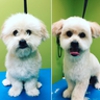 paradise pets grooming and daycare gallery
