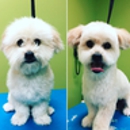 paradise pets grooming and daycare - Pet Grooming