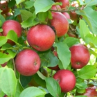 Baugher's Orchard & Farm