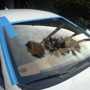 Auto Glass Specialists of Valencia