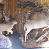 Mounts Unlimited Taxidermy LLC gallery