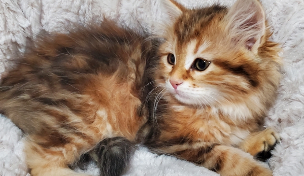 Siberians Kittens Ropalo Cattery - Kennewick, WA