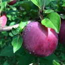 Hackett's Orchard - Orchards