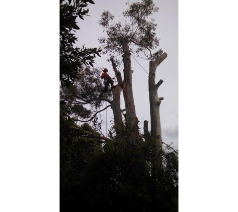 Meander Valley Tree Services - Deloraine, TAS