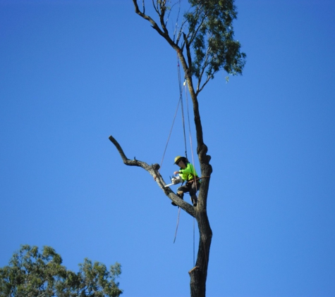 Treebiz Tree Services - Harlaxton, QLD