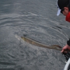 Voyageurs Adventures- Kabetogama Fishing Trips! gallery