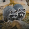 Champion Pest Management Inc gallery