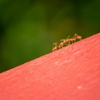 Busy Bee Termite & Pest Control Inc gallery