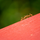 Busy Bee Termite & Pest Control Inc - Pest Control Equipment & Supplies