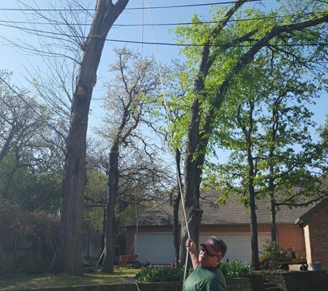 Mercer Tree Service