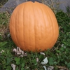 Pumpkinteeth gallery