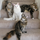 Cold Creek Maine Coon Cats & Kittens