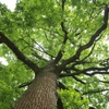 Goshen Tree Care gallery