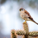 Tijuana River National Estuarine Research Reserve - Tourist Information & Attractions