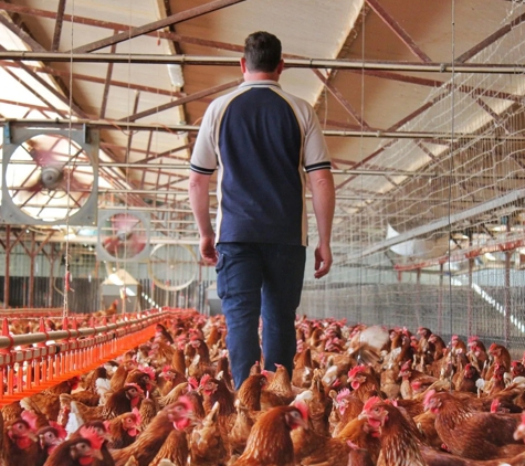 Llandilo Farm Fresh Eggs - Llandilo, NSW