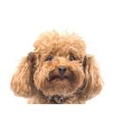 Wagging Tail Dog Grooming - Pet Grooming