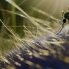 Advantage Termite and Pest Control gallery