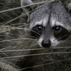 Maynard's Wildlife & Bee Removal gallery