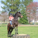 Katy Nichoalds Horsemanship - Horse Training