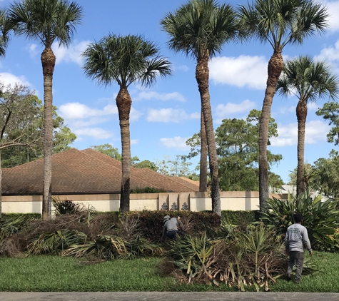 D M Young Tree Service. Trimming Palms of Barrington Woods HOA. Wellington Fl.