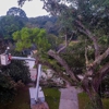 Andy's Tree Service gallery