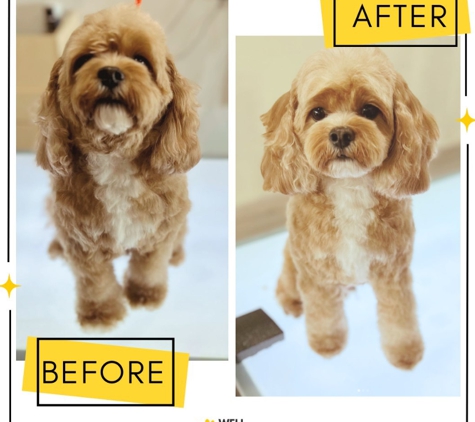 Well Groomed Pets - Raleigh - Raleigh, NC