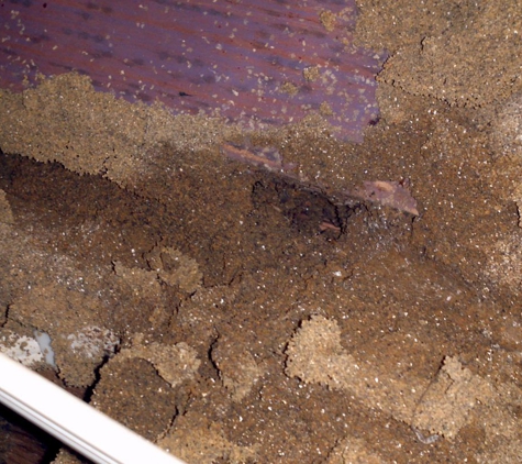 North Sydney Pest Management - Willoughby, NSW