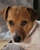Lort Smith Animal Hospital - Veterinary Surgeons