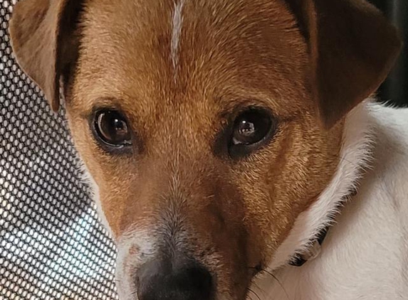 Lort Smith Animal Hospital - North Melbourne, VIC. My dog having eddison symptoms
