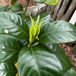ClearDefense Pest Control - Knoxville, TN. Aphid infested gardenia