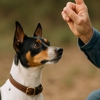 Integra Dog Training gallery
