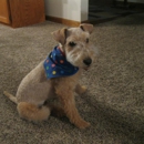 Brenda's Pampered Pets - Pet Specialty Services