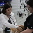 Pet Wow - Pet Grooming