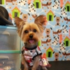 Aaron & Alvin's Dog Grooming gallery